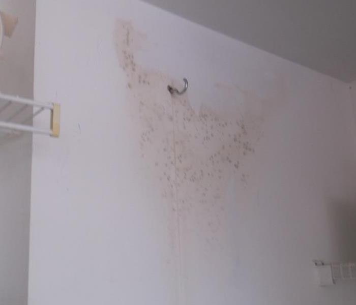 Be careful! Without proper training, you could be spreading mold throughout your home.